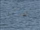 Great Grebe (Podiceps major)