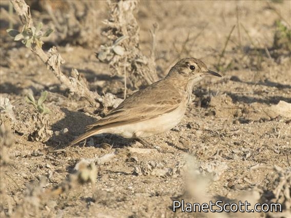 Common Miner (Geositta cunicularia)