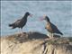 Blackish Oystercatcher (Haematopus ater)