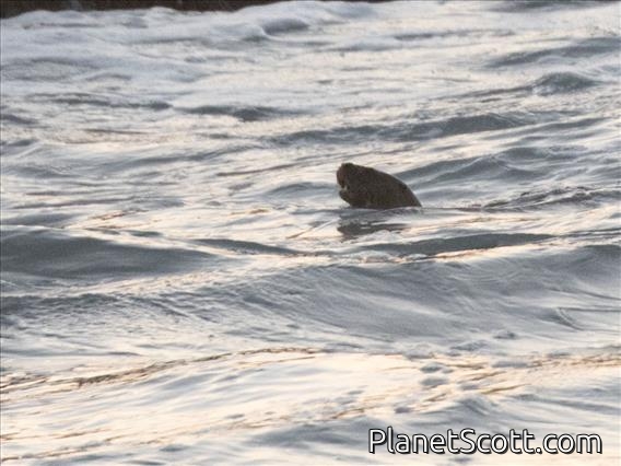 Marine Otter (Lontra felina)