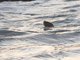 Marine Otter (Lontra felina)