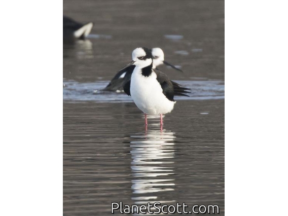 Black-necked Stilt (Himantopus mexicanus)