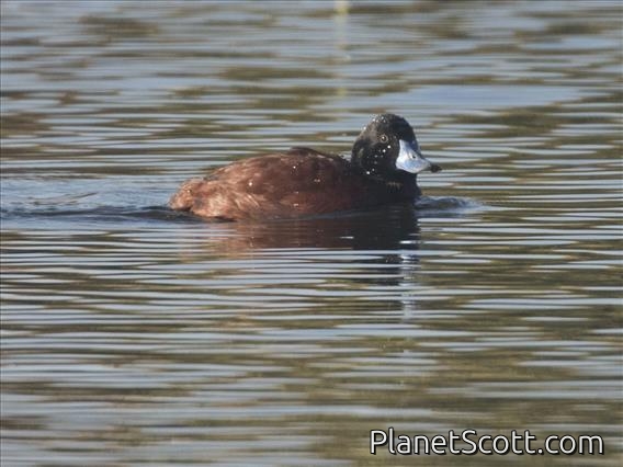 Lake Duck (Oxyura vittata) - Male