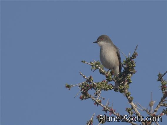 Fire-eyed Diucon (Xolmis pyrope)
