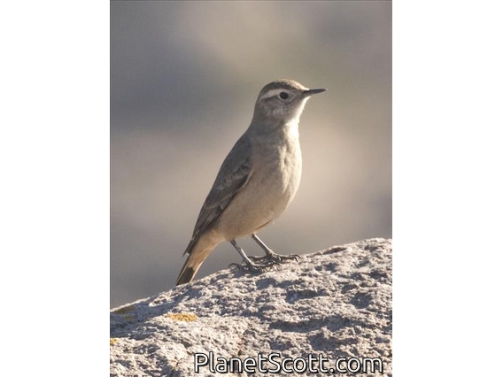 Rufous-banded Miner (Geositta rufipennis)