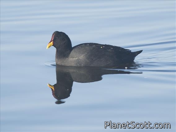 Red-fronted Coot (Fulica rufifrons)