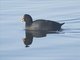 Red-fronted Coot (Fulica rufifrons)