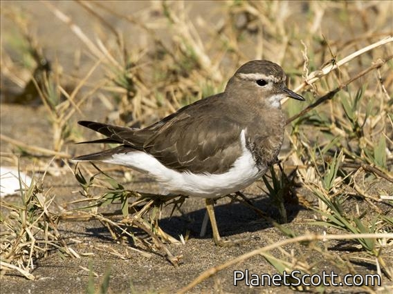 Rufous-chested Dotterel (Charadrius modestus)