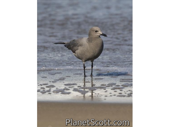 Gray Gull (Leucophaeus modestus)