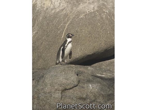 Humboldt Penguin (Spheniscus humboldti)