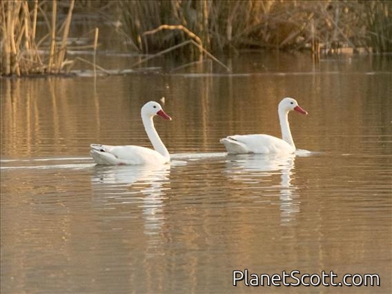 Coscoroba Swan (Coscoroba coscoroba)