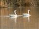 Coscoroba Swan (Coscoroba coscoroba)