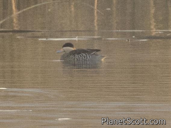 Silver Teal (Spatula versicolor)