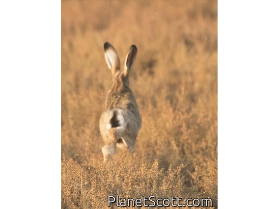 European Hare (Lepus europaeus)