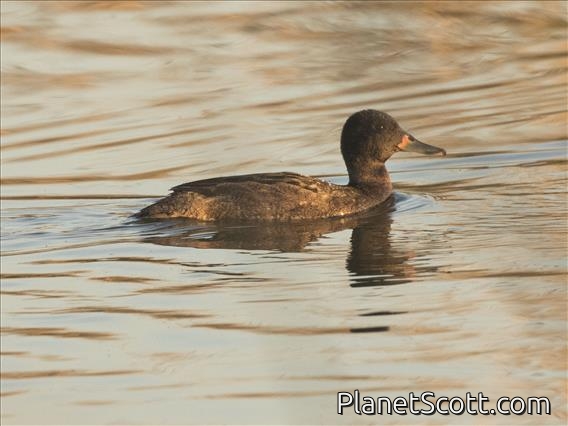Black-headed Duck (Heteronetta atricapilla)