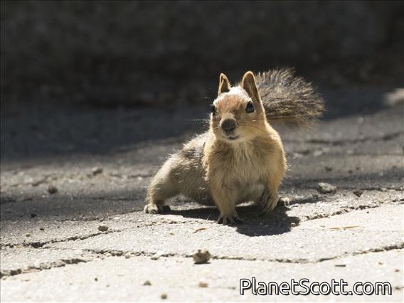 Golden-mantled Ground Squirrel (Callospermophilus lateralis)