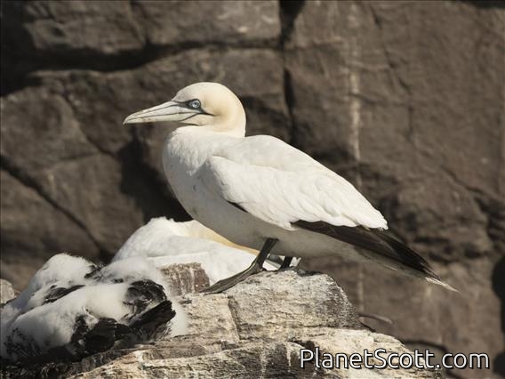 Northern Gannet (Morus bassanus)