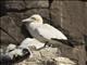 Northern Gannet (Morus bassanus)