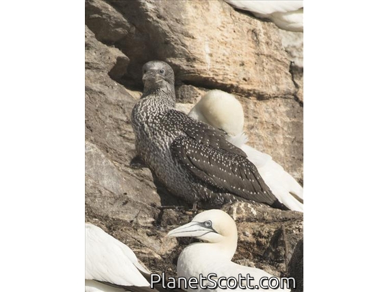 Northern Gannet (Morus bassanus) - Juvenile