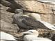 Northern Gannet (Morus bassanus) - Juvenile
