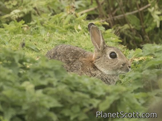 European Rabbit (Oryctolagus cuniculus)