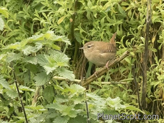 Eurasian Wren (Troglodytes troglodytes)