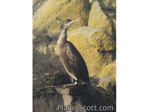 European Shag (Phalacrocorax aristotelis)
