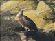 European Shag (Phalacrocorax aristotelis)