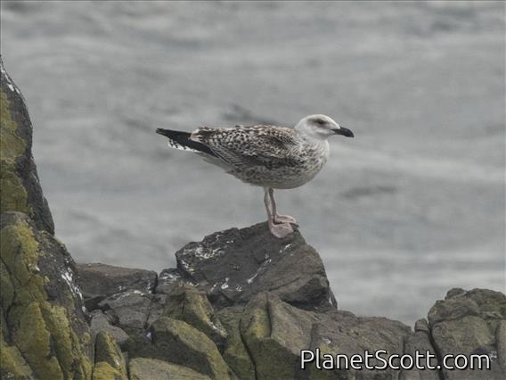Great Black-backed Gull (Larus marinus)