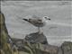 Great Black-backed Gull (Larus marinus)