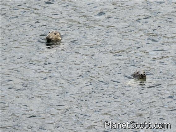 Gray Seal (Halichoerus grypus)
