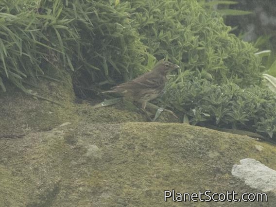 Rock Pipit (Anthus petrosus)