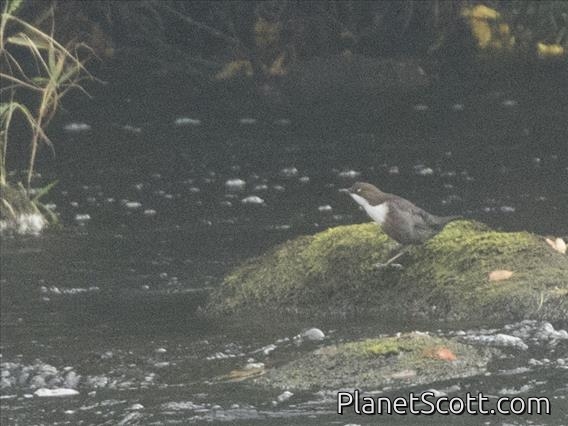 White-throated Dipper (Cinclus cinclus)