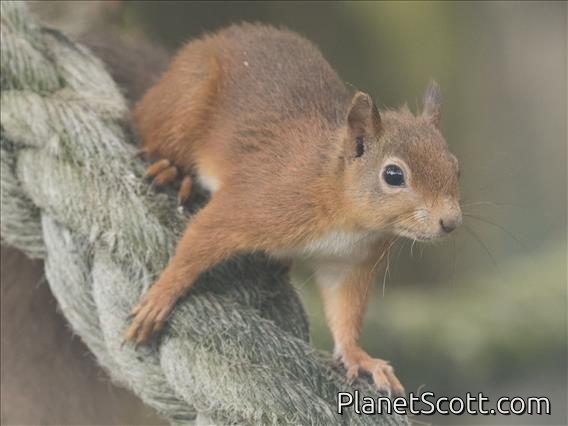Eurasian Red Squirrel (Sciurus vulgaris)