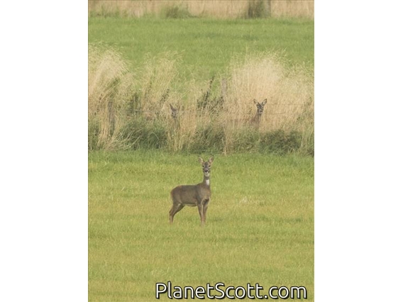 Western Roe Deer (Capreolus capreolus)