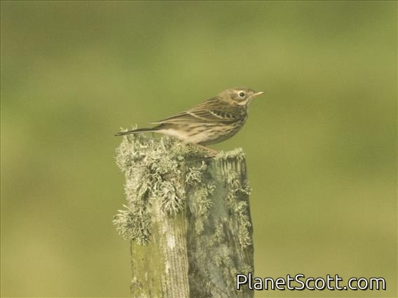 Meadow Pipit (Anthus pratensis)
