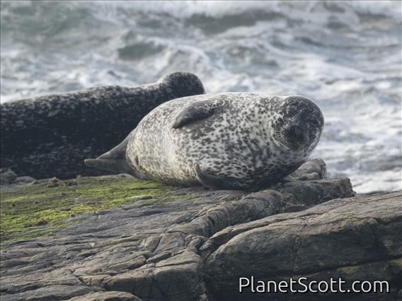 Harbor Seal (Phoca vitulina)