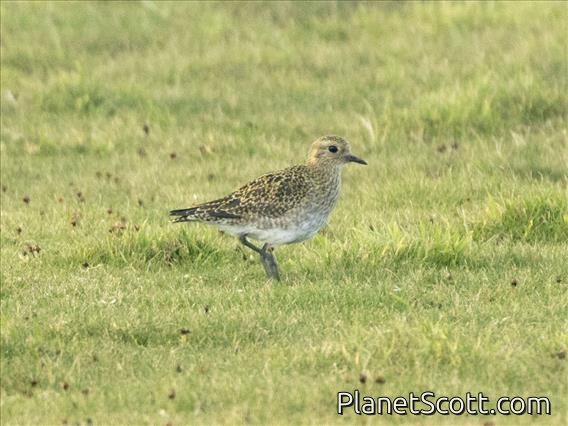 European Golden-Plover (Pluvialis apricaria)