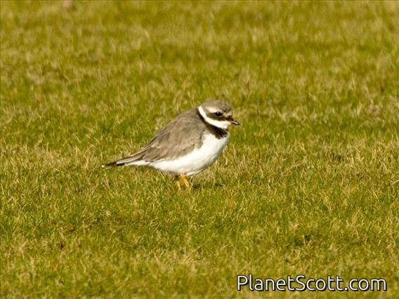Common Ringed Plover (Charadrius hiaticula)