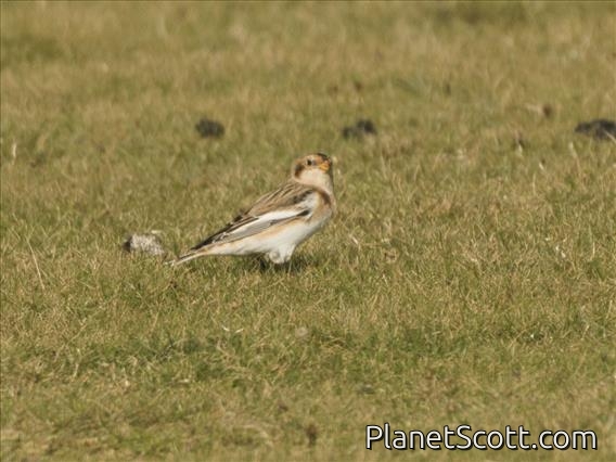 Snow Bunting (Plectrophenax nivalis) - 1st Winter