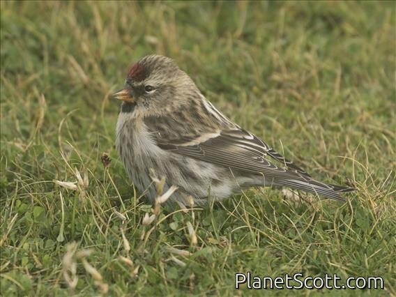 Common Redpoll (Acanthis flammea)