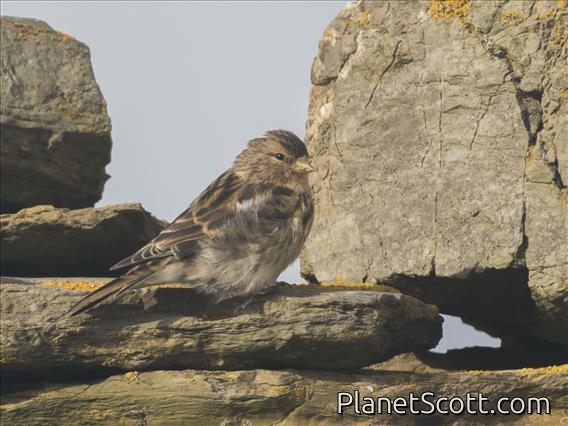Twite (Linaria flavirostris)