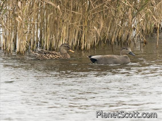 Gadwall (Mareca strepera)