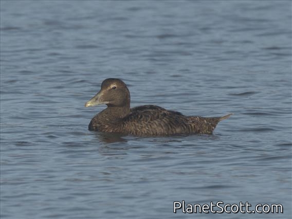 Common Eider (Somateria mollissima) - Non-breeding