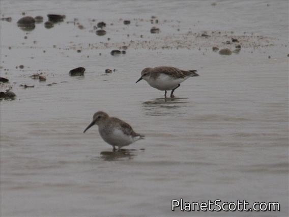 Broad-billed Sandpiper (Calidris falcinellus)