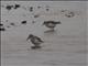 Broad-billed Sandpiper (Calidris falcinellus)