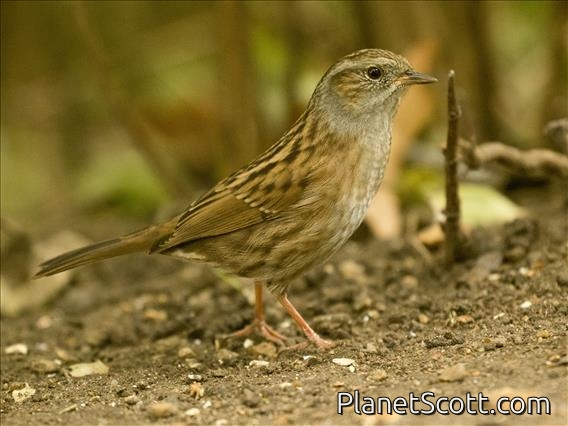 Dunnock (Prunella modularis)