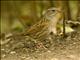 Dunnock (Prunella modularis)