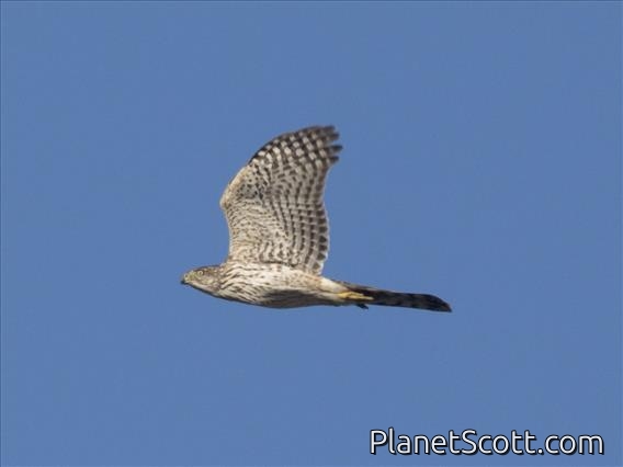Coopers Hawk (Accipiter cooperii)