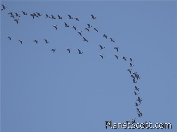 Pink-footed Goose (Anser brachyrhynchus)